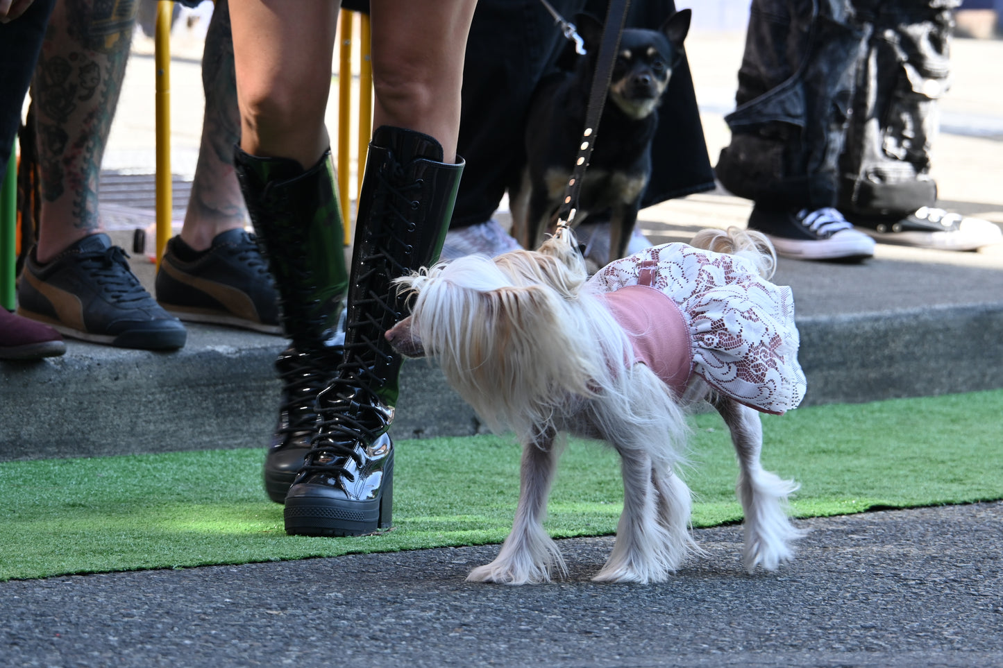Custom Dog Skirt