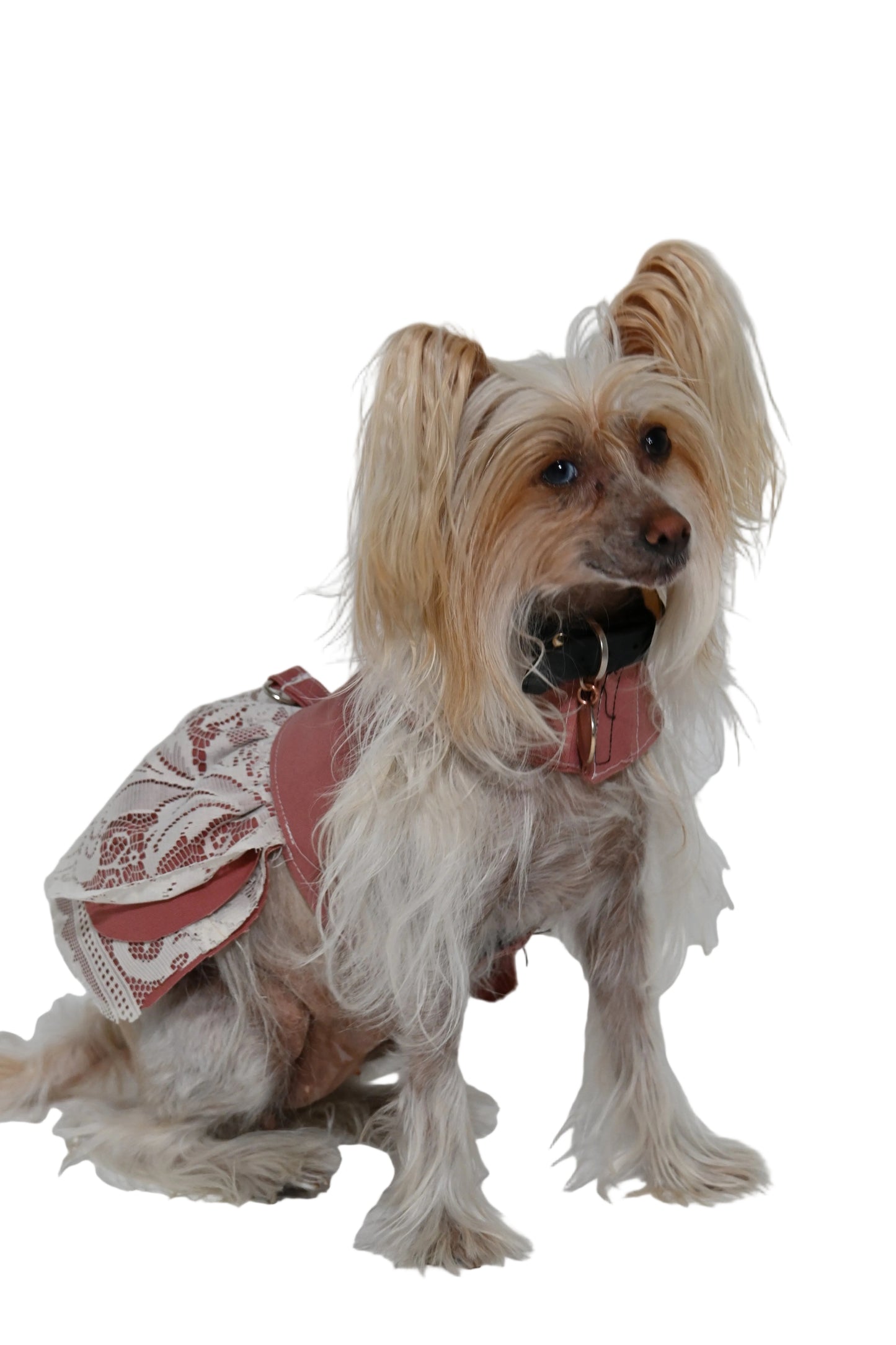 Custom Dog Skirt
